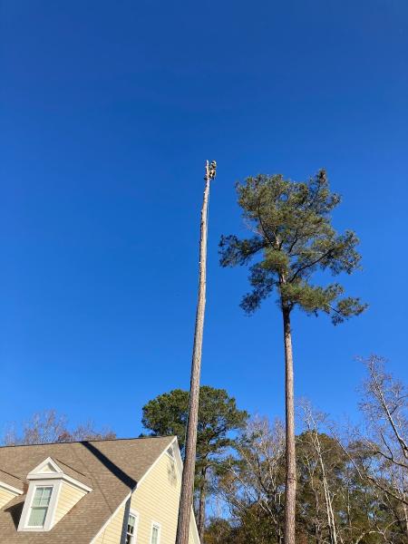 706 Tree and Stump