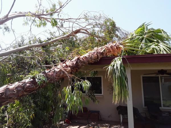 Valley Tree Masters Tree Trimming Service