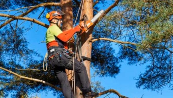 Kevin's Tree Service Plus