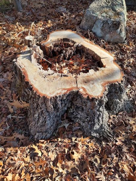 Perfect Project Stump Grinding & Yard Services