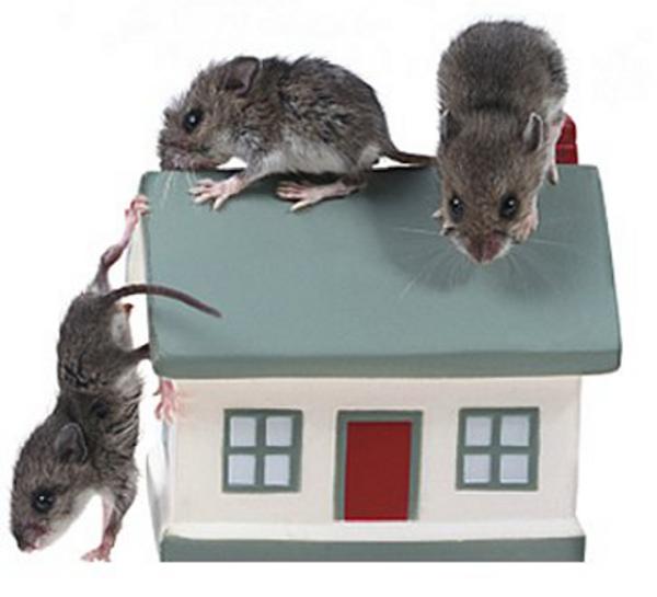 AAA Pest Control