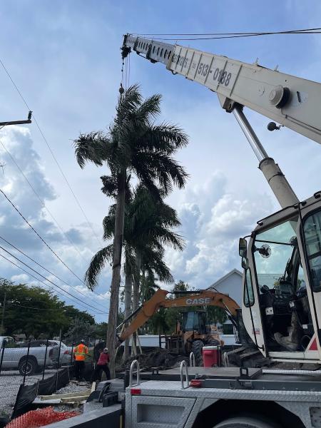 Arborescent Tree Service