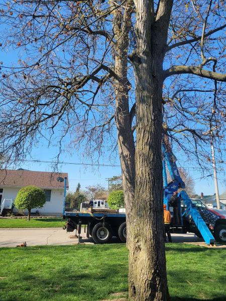 All Seasons Tree Care