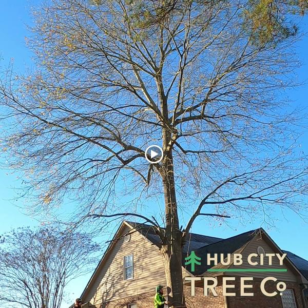 Hub City Tree Company