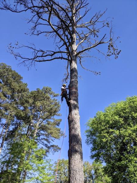 Hub City Tree Company