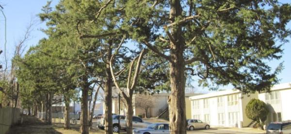 Cross Timbers Arborist