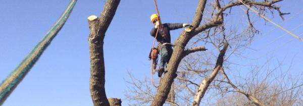 Cross Timbers Arborist