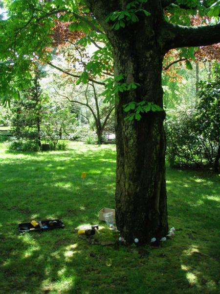 Jolly Green Tree and Shrub Care