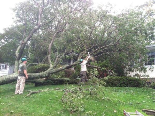 Jolly Green Tree and Shrub Care