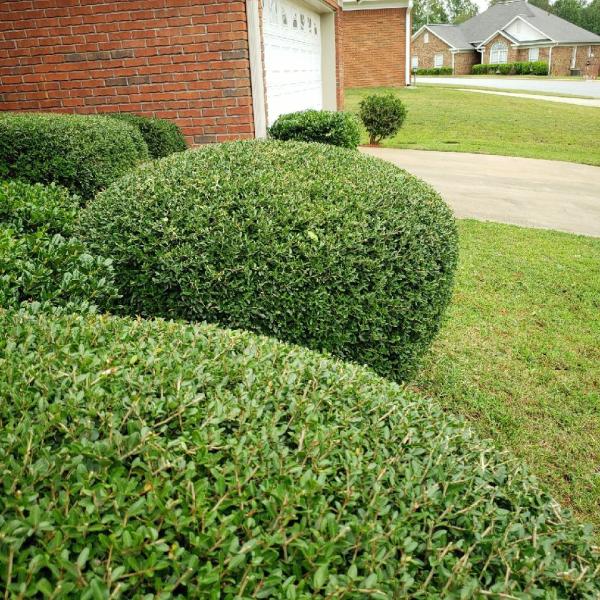 Mitchum Lawn