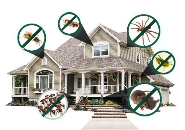 DBM Pest Control