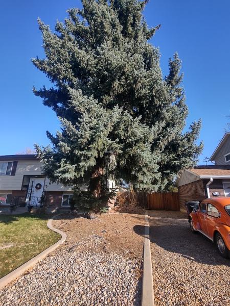 Chipper Guys Tree Service