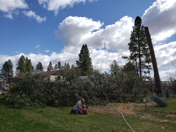 Chapman Trees and More
