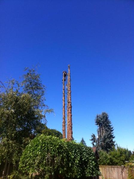 Full Circle Tree Service