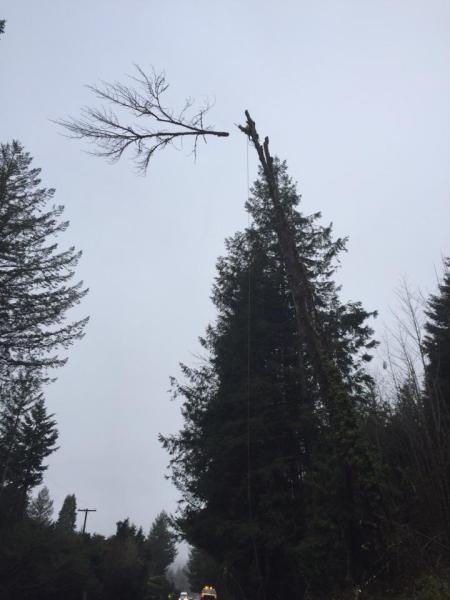 Full Circle Tree Service