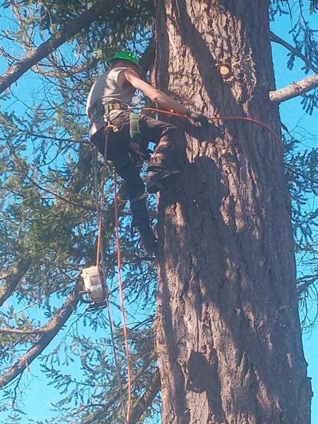 Full Circle Tree Service