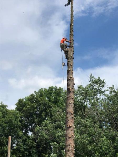 Orchard Tree Service