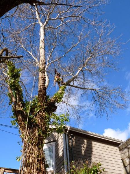 Vitalitree-Arborist Collective