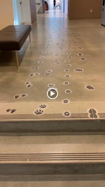 Animal Installations