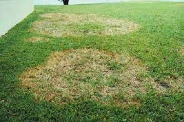 Florida Environmental Pest Management
