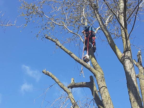 Affordable Montgomery Tree Service
