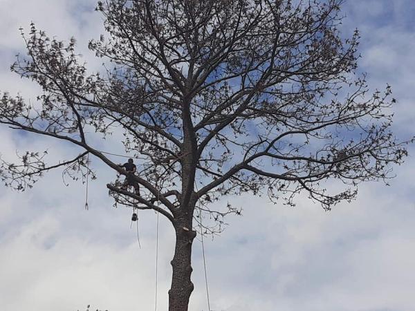Affordable Montgomery Tree Service