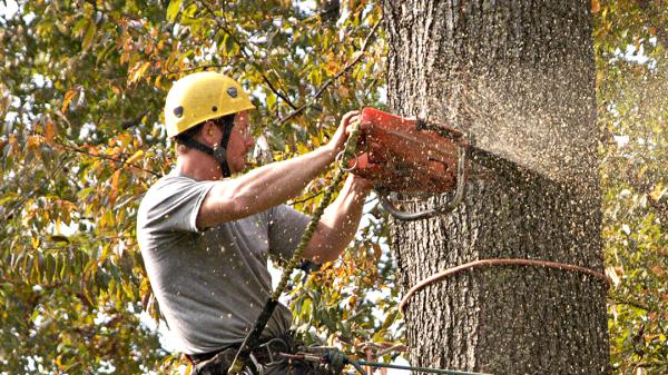 Tree People LLC