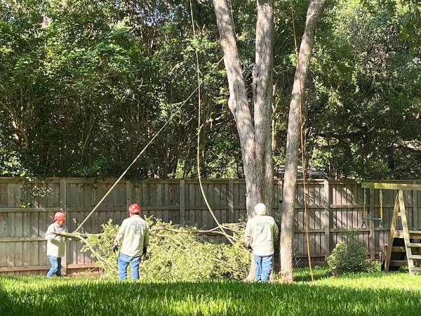 Duncan Brooks / Arborist