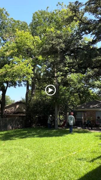 Duncan Brooks / Arborist