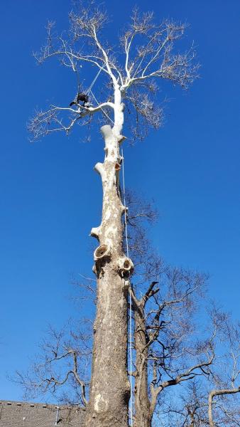 Economy Springfield Tree Service