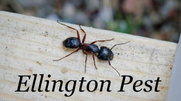 Ellington Family Pest and Termite Elimination