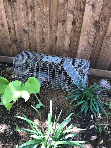 Quick Capture Animal Removal