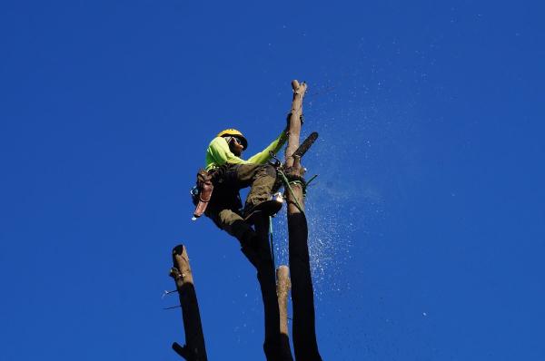 Arborist Now