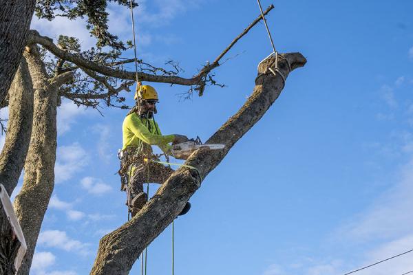 Arborist Now