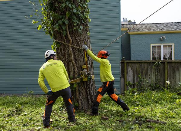 Arborist Now