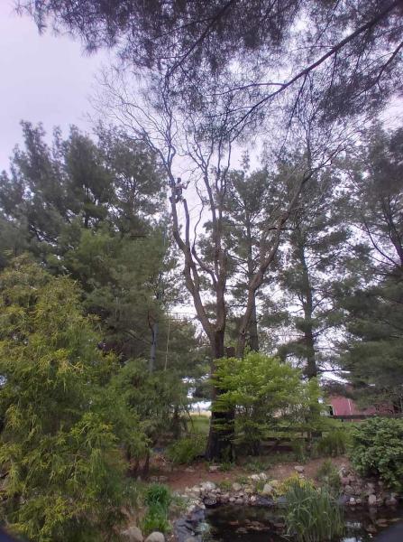 Terry's Tree Services LLC