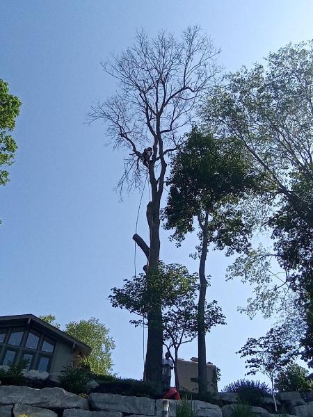 Terry's Tree Services LLC