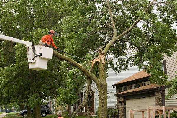 J & D Tree Pros