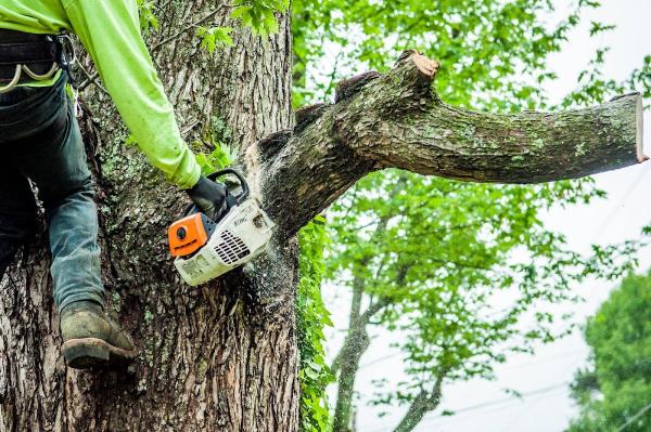 J & D Tree Pros