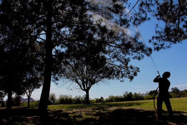 Design Tree Maintenance