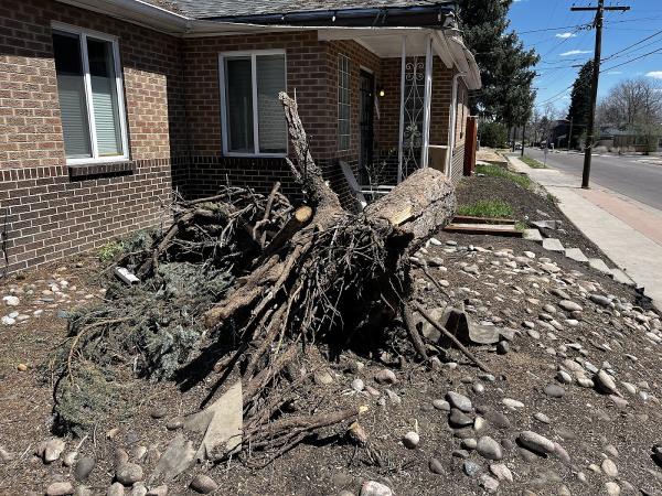 Moore Stump Removal