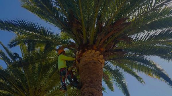 Hector's Tree Services