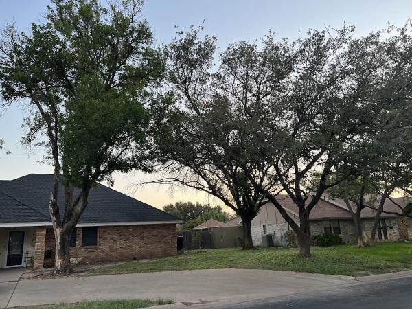 Angelo Tree Experts