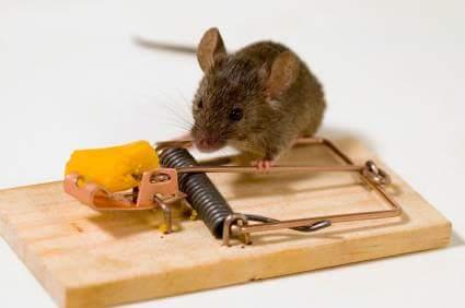 A TAC Exterminators