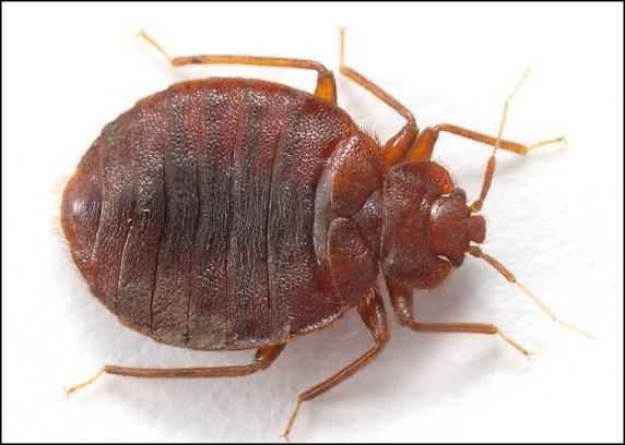 A TAC Exterminators