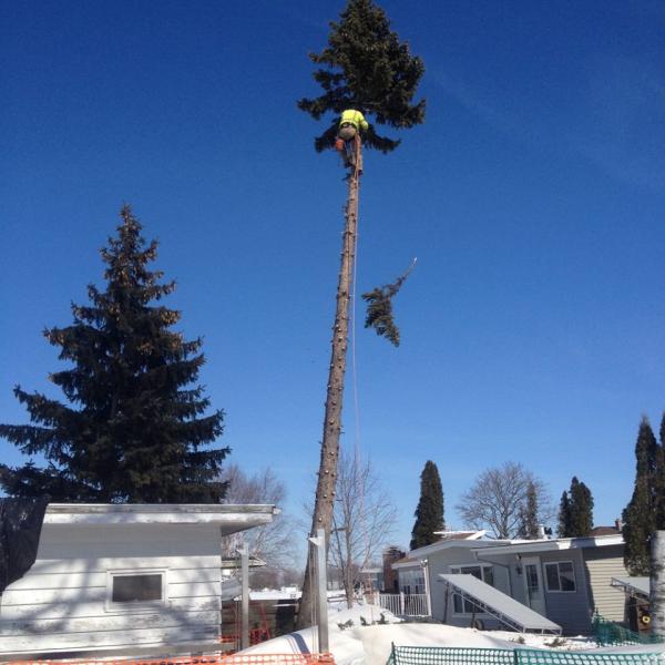 Cowboy Cuts Tree Service LLC