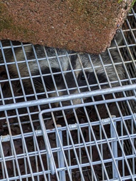 Absolutely American Pest Control