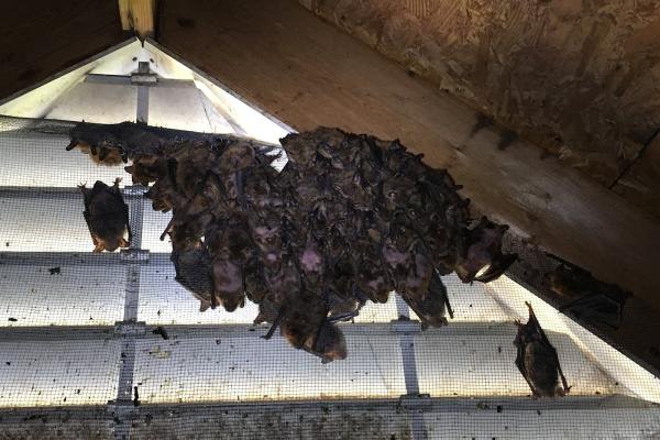 Piedmont Wildlife & Pest Management