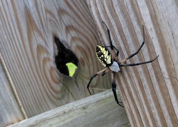 Piedmont Wildlife & Pest Management