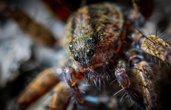 Limetek Pest Control